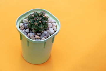 Fototapeta na wymiar Gymnocalycium damsii cactus on yellow background. Close-up. Selective focus. Picture for articles about hobbies, plants.