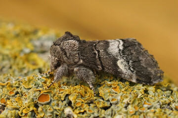 Closeup on an oak marbled brown moth, Drymonia querna sitting on wood