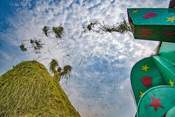 Harvesting paddy/ rice