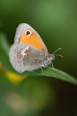 Close-up of a butterfly, a small meadowbird (Coenonympha), sitting on a blade of grass in nature.