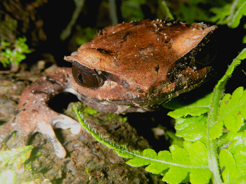 Megophrys montana at night in Tlogo Muncar, Yogyakarta