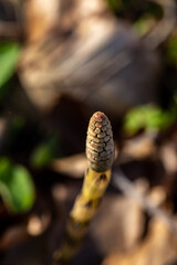 Equisetum arvense flower in meadow	