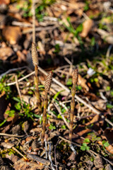 Equisetum arvense flower growing in meadow	