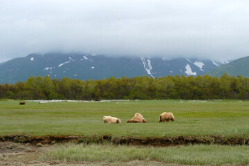 Brown Bears resting Katmai Peninsula Alaska