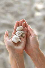 Seashells in women's hands on a background of white sand