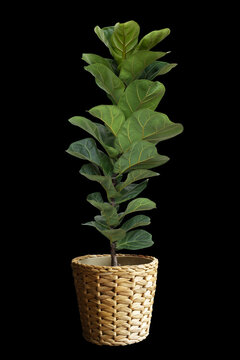Ficus Lyrata planted in pots,on black background with path line, wicker baskets