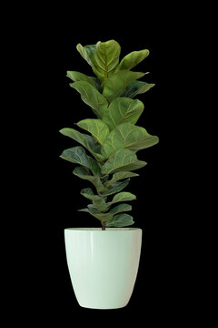 Ficus Lyrata planted in a marble pots,on white background with path line