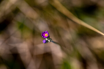 Primula farinosa flower growing in meadow, close up	