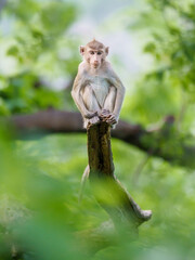 Portrait , one little brown monkey or Macaca in the forest park sits on the branch and is enjoying and making eye contact at Khao Ngu Stone Park, Ratchaburi, Thailand. Leave space for text input.