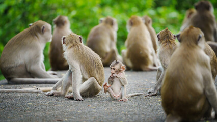 Portrait, baby monkey or Macaca in a nature park it is lounging near its mother in the middle of a...