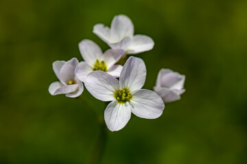 Cardamine pratensis growing in meadow, close up