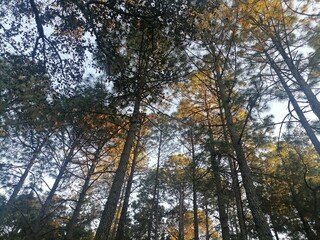 Fototapeta na wymiar trees in autumn