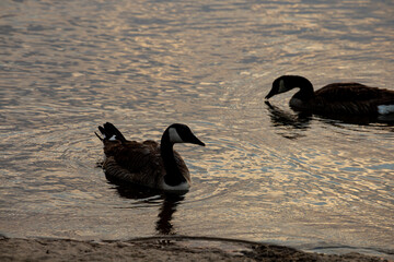 PATOS EN EL AGUA