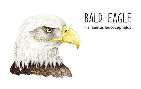 Bald eagle portrait watercolor illustration. Native North America avian. Hand drawn realistic bald eagle head. Wildlife american symbol bird portrait