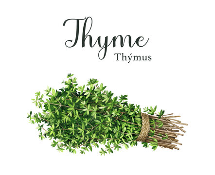 Thyme herb bunch with a rope. Watercolor illustration. Hand drawn organic green fresh medicine plant. Thyme aromatic herb cooking, aromatherapy element. Herbal stems and leaves bunch
