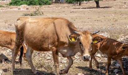 Cattle grazing and free ranging in open fields.
