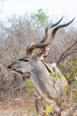 Greater Kudu male, standing on the open grasslands of Africa	
