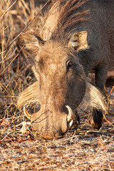Naklejka na ściany i meble Warthog foraging in the grasslands of Africa