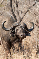 Naklejka premium Old Africa Buffalo walks through the dying bush 