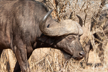 Old Africa Buffalo walks through the dying bush	