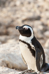 Obraz premium African Penguin colony along Boulders Beach, Cape Town