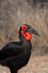 Southern Ground Hornbill stands in the long grass peering down in the search for prey