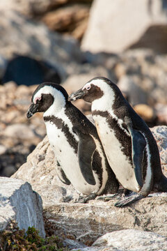 African Penguin colony along Boulders Beach, Cape Town