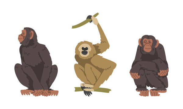 Chimpanzee and Gibbon Monkey as Great Ape Specie Native to Tropical Africa Vector Set