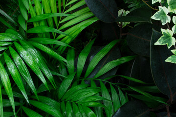 Green foliage palm leaf dark background