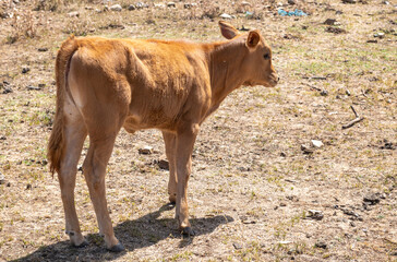 Portrait of a calf in a field.