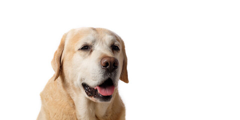 Cute old labrador retriever dog(9 years) looking at camera isolated on white background. Banner size photo, copy space.