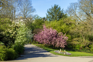 Japanese cherry blossom in spring