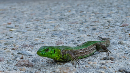 close-up green lizard on the road