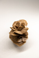 The right angle vertical picture of the selenit mineral, gypsum flower, desert rose or satin spar...
