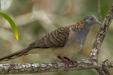 Bar-shouldered Dove in Queensland Australia