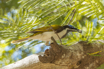 Blue-faced Honeyeater in Queensland Australia