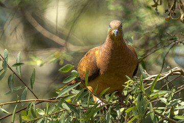 Brown Cuckoo Dove in Queensland Australia