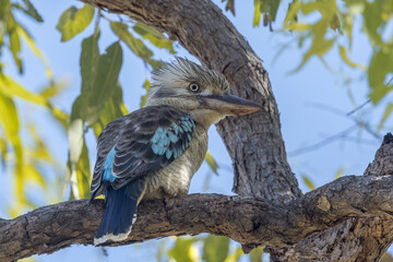 Eastern Blue-winged Kookaburra in Queensland Australia