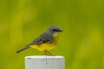 Eastern Yellow Robin in Queensland Australia