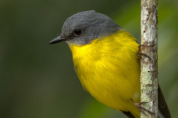 Eastern Yellow Robin in Queensland Australia