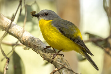 Eastern Yellow Robin in Queensland Australia