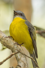 Eastern Yellow Robin in Queensland Australia