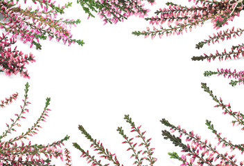 Frame of heather branches with beautiful flowers on white background, top view. Space for text - obrazy, fototapety, plakaty