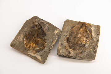 Trilobite fossil isolated on white, close up image with copy space for text, background, wallpaper