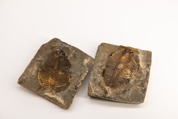 Trilobite fossil isolated on white, horizontal image wwith copy space for text, background,...