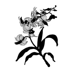 Exotic flowers. Isolated orchids on a white background. Vector illustration