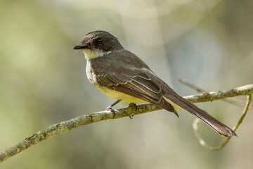 Olive-backed Sunbird in Queensland Australia