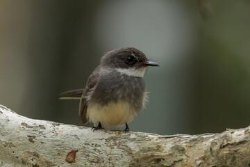 Olive-backed Sunbird in Queensland Australia