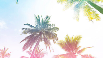 Fototapeta na wymiar The baner colors with a tropical in Summer of Palm Trees Vintage - cloud sky summer tropical summer image background