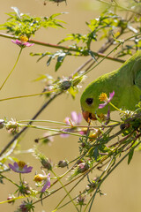 Red-winged Parrot in Queensland Australia